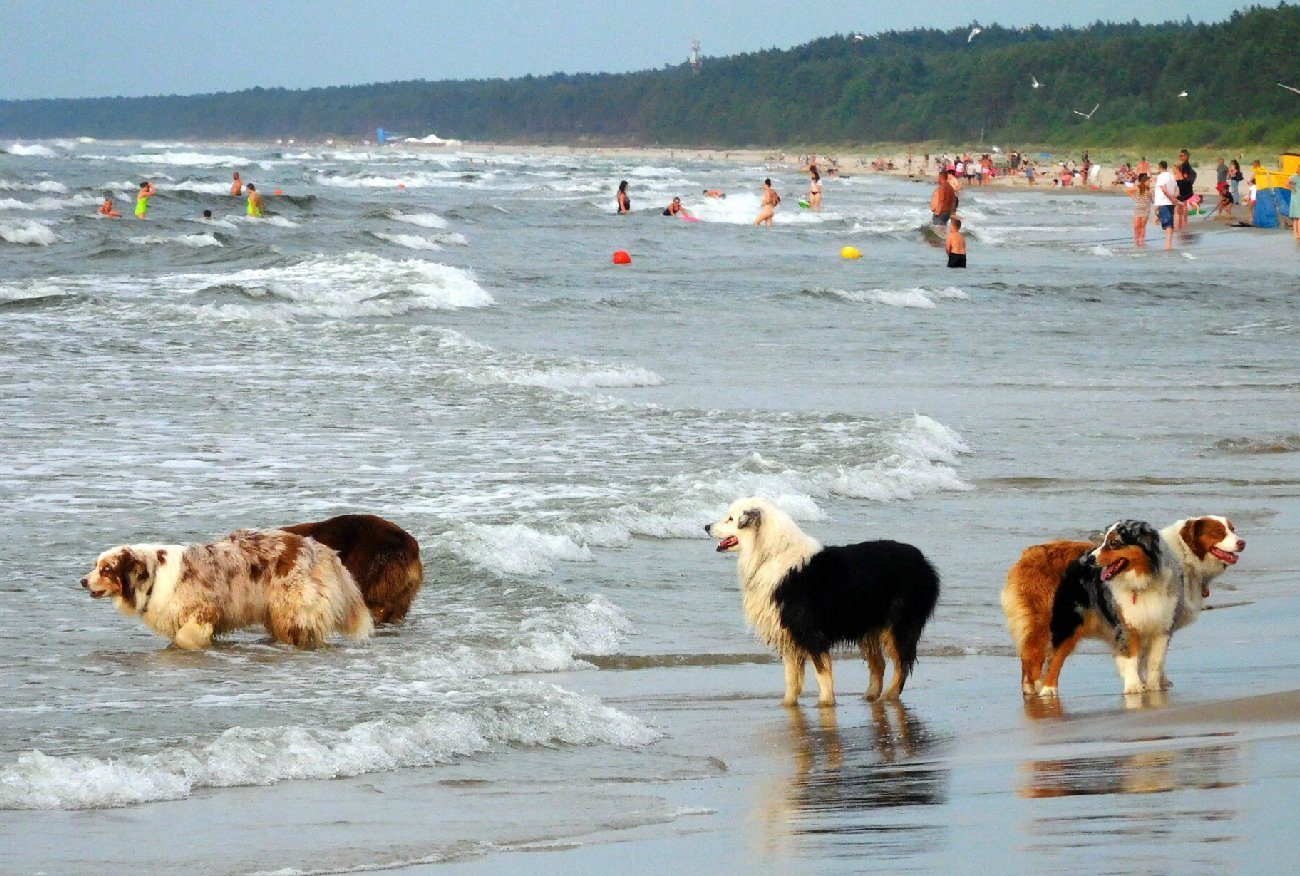 Awantura o psy na plaży. W ruch poszedł gaz pieprzowy.