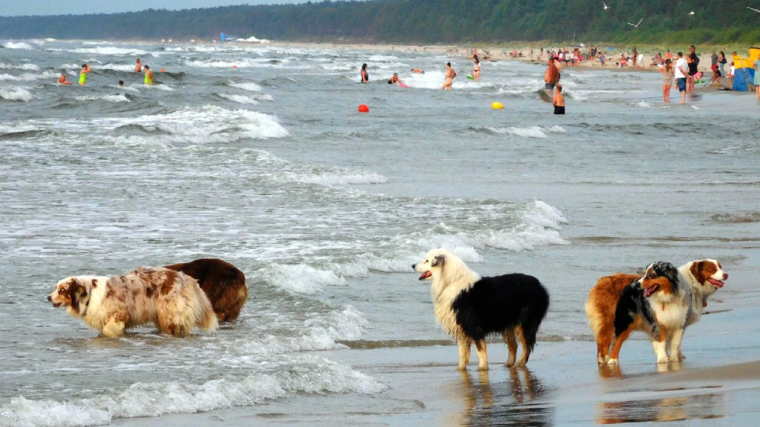 Awantura o psy na plaży. W ruch poszedł gaz pieprzowy.