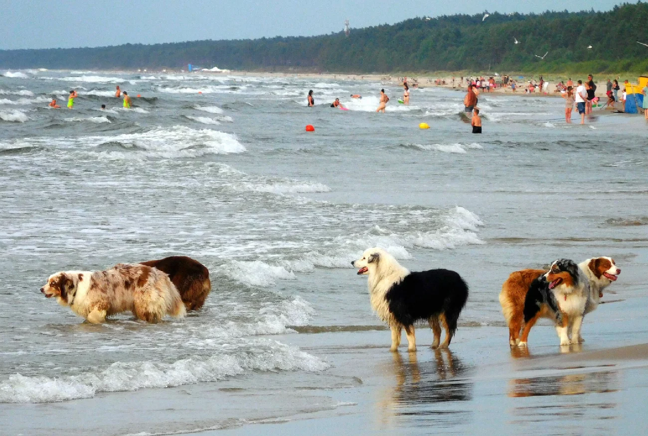 Awantura o psy na plaży. W ruch poszedł gaz pieprzowy.