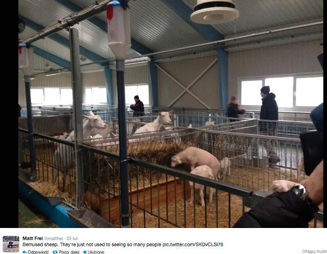 Część zwierząt była najprawdopodobniej chowana na ubój