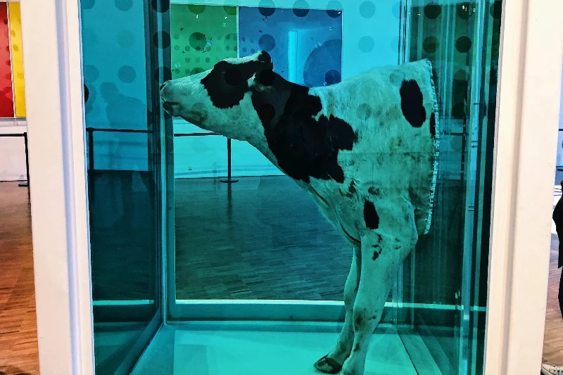 Damien Hirst to wybitny artysta, ale wybranie na lunch miejsca w towarzystwie tej  przepołowionej krowy było równie kontrowersyjne, co samo dzieło