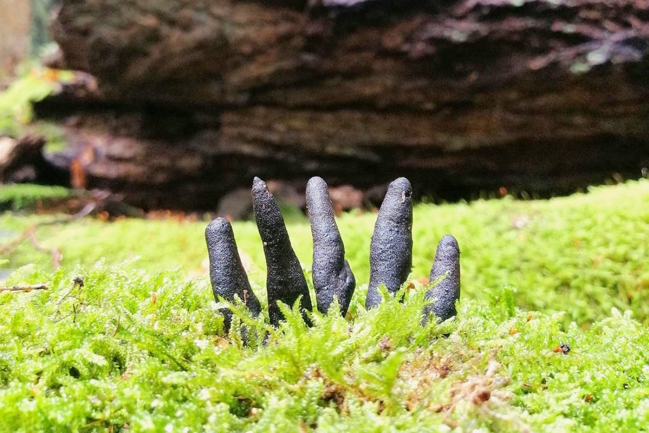 Ten okaz próchnilca maczugowatego do złudzenia przypomina palce umarlaka