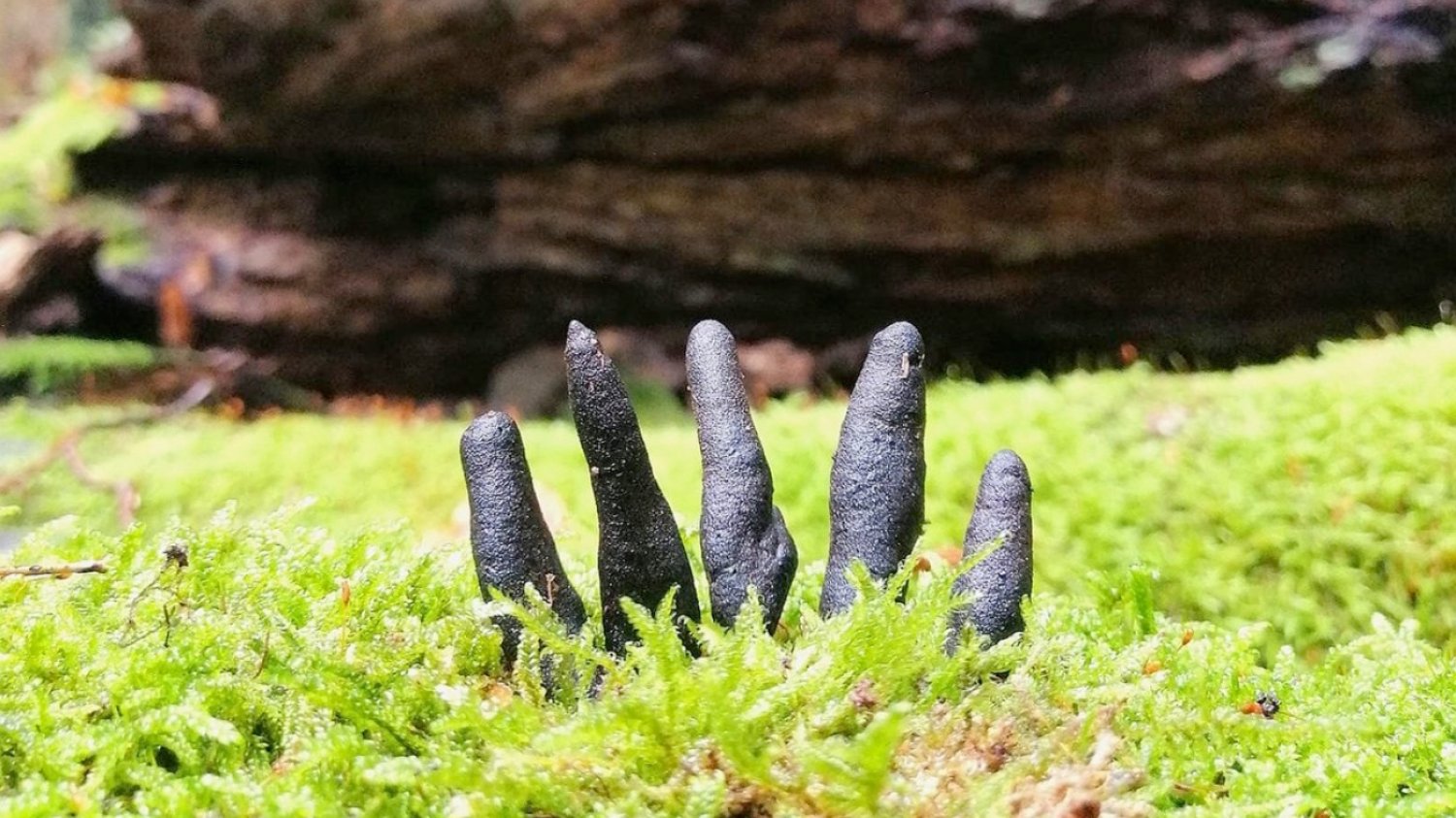 Ten okaz próchnilca maczugowatego do złudzenia przypomina palce umarlaka