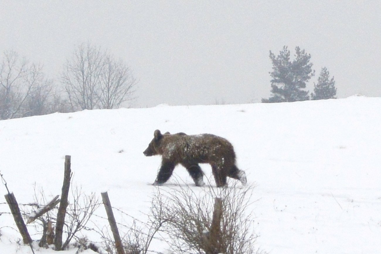 Niedźwiedzie już budzą się z zimowego snu. Taternicy ostrzegą turystów.