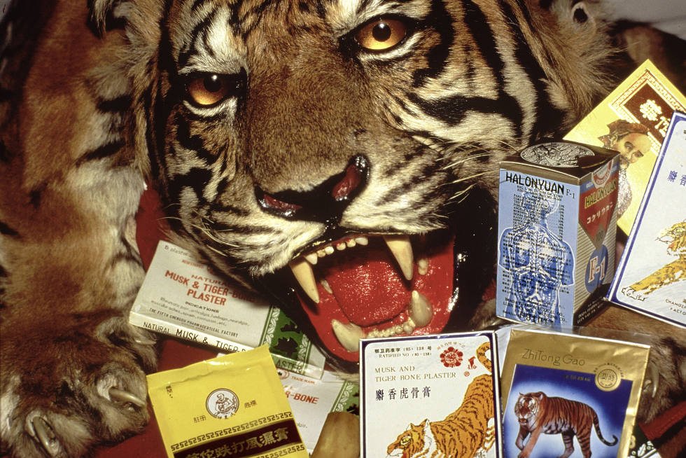 Maści i inne smarowidła z tłuszczu tygrysa są w medycynie azjatyckiej od setek lat uznawane za prawdziwe lekarstwo na wiele przypadłości