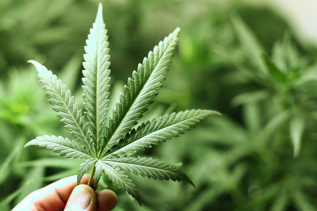 Grupa posłów przygotowała projekt ustawy legalizującej tzw. medyczną marihuanę