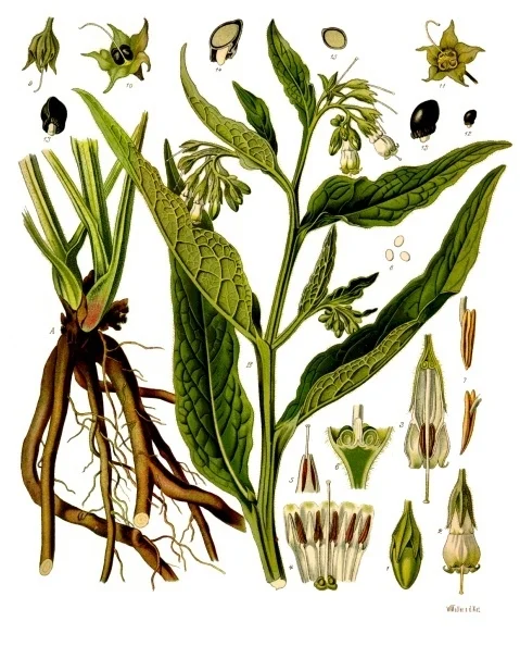 Żywokost