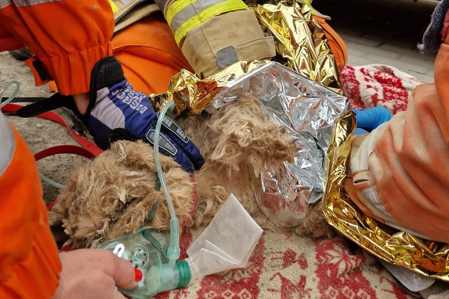 Mały piesek przeżył wybuch w Katowicach.