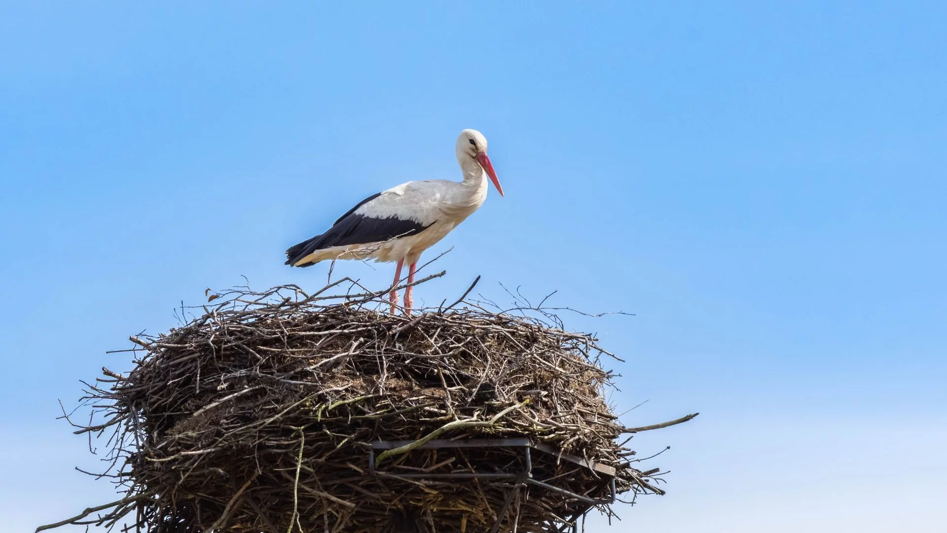 Pierwsze bociany wróciły do Polski