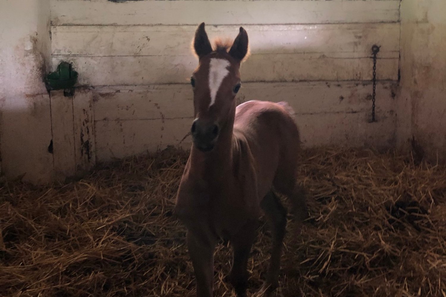Posłanki wybrały się na interwencję do Janowa