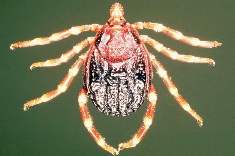 Afrykańskie kleszcze pojawiły się w niemieckich hodowlach zwierzęcych.