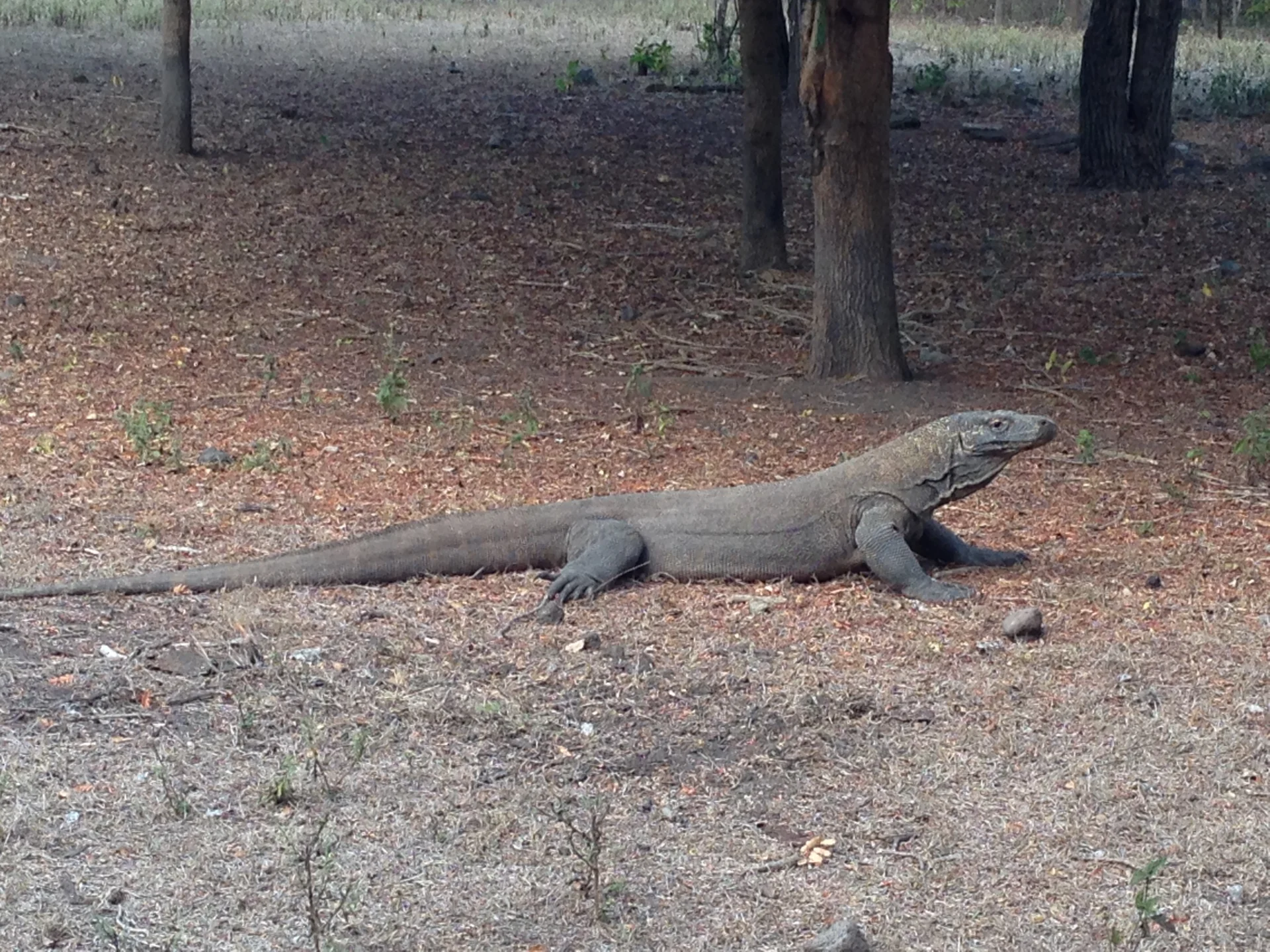 Samica warana na Komodo. Indonezja.