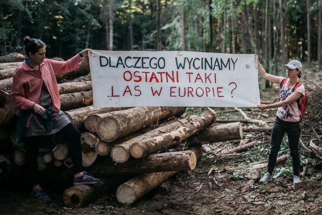 Trybunał Sprawiedliwości UE nakazał Polsce natychmiastowego zaprzestania wycinki Puszczy Białowieskiej.