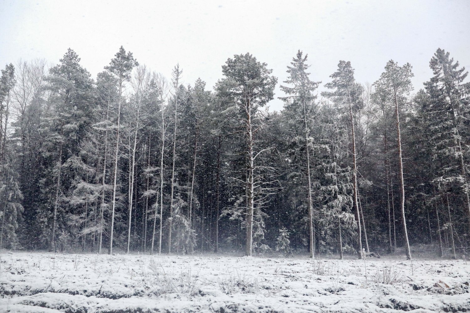 IMGW ostrzega przed intensywnym śniegiem na południu Polski.