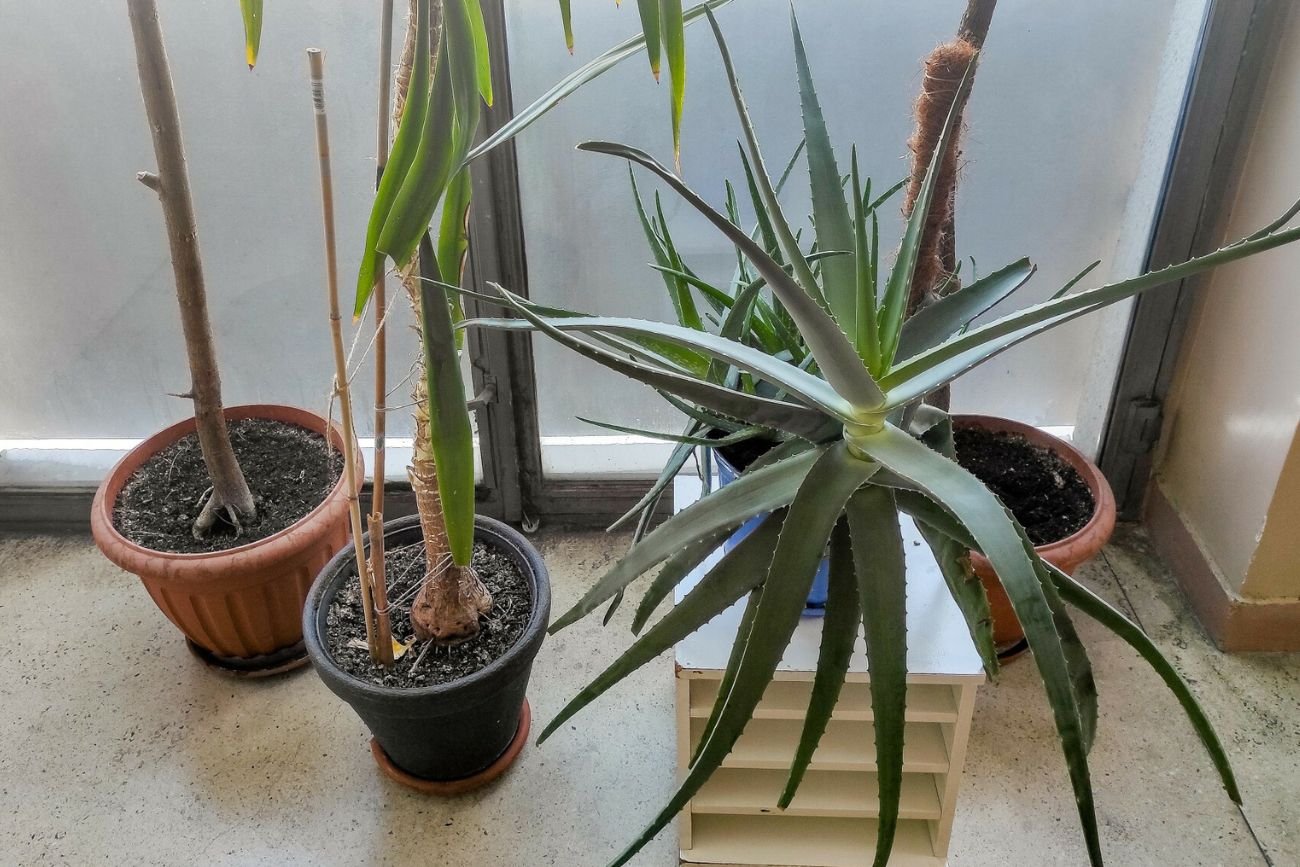 Nie uprawiaj kwiatów w czarnych doniczkach