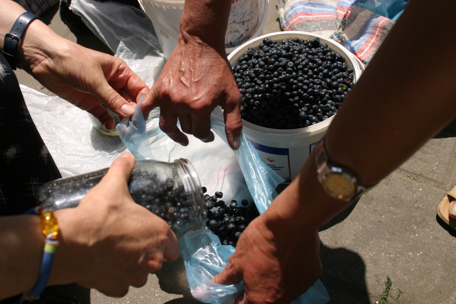 Jagody na wagę złota. Ceny tych leśnych owoców wystrzeliły w kosmos