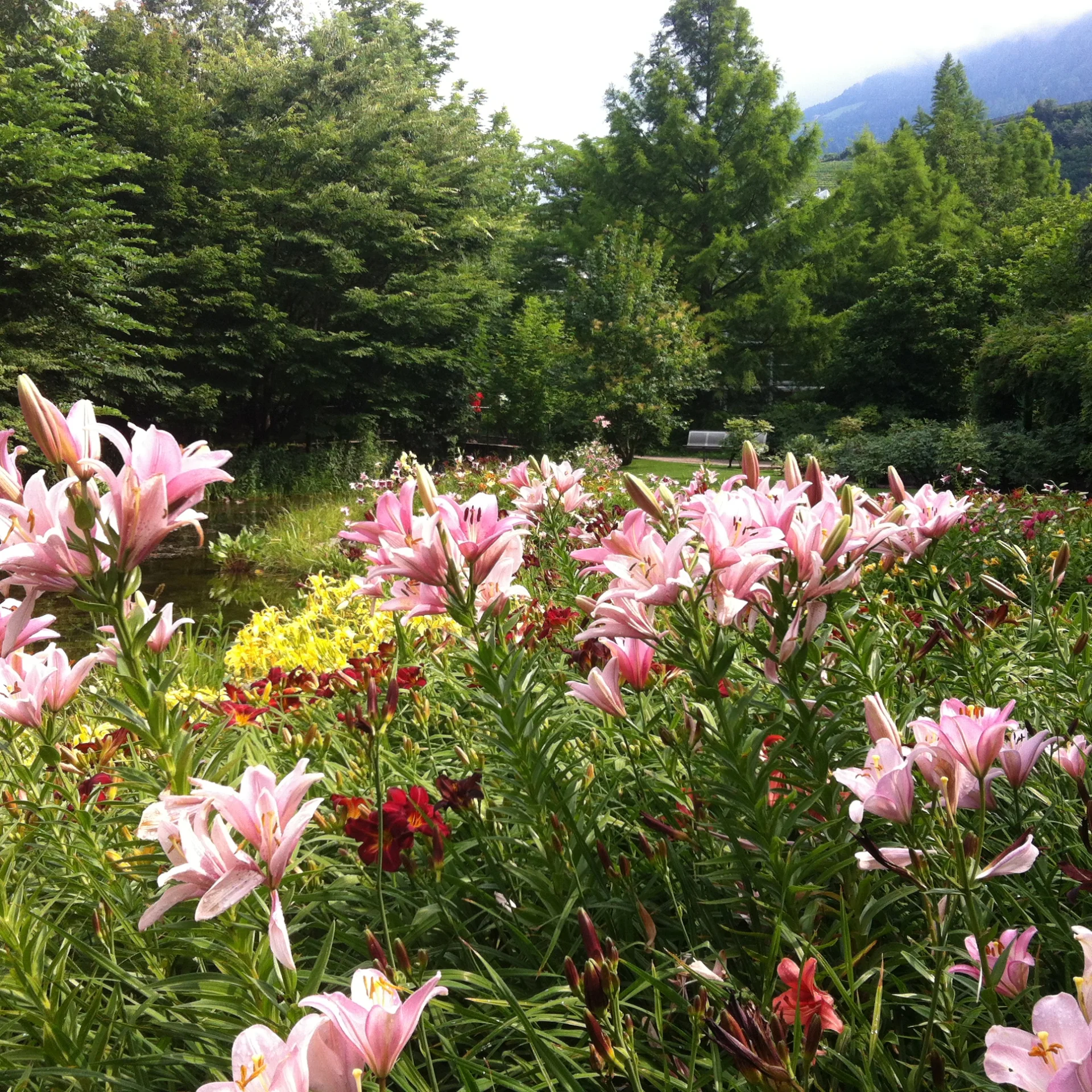 Orgód botaniczny Trautstsmandorff, archiwum prywatne