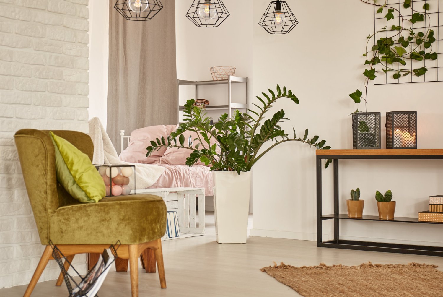 Zamiokulkas zamiolistny