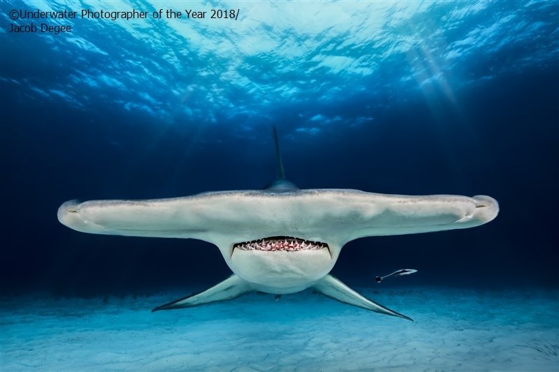 Cierpliwość, opanowanie i talent pozwoliły Polakow uzyskać efekt, który zachwycił sędziów w konkursie Underwater Photographer of the Year 2018