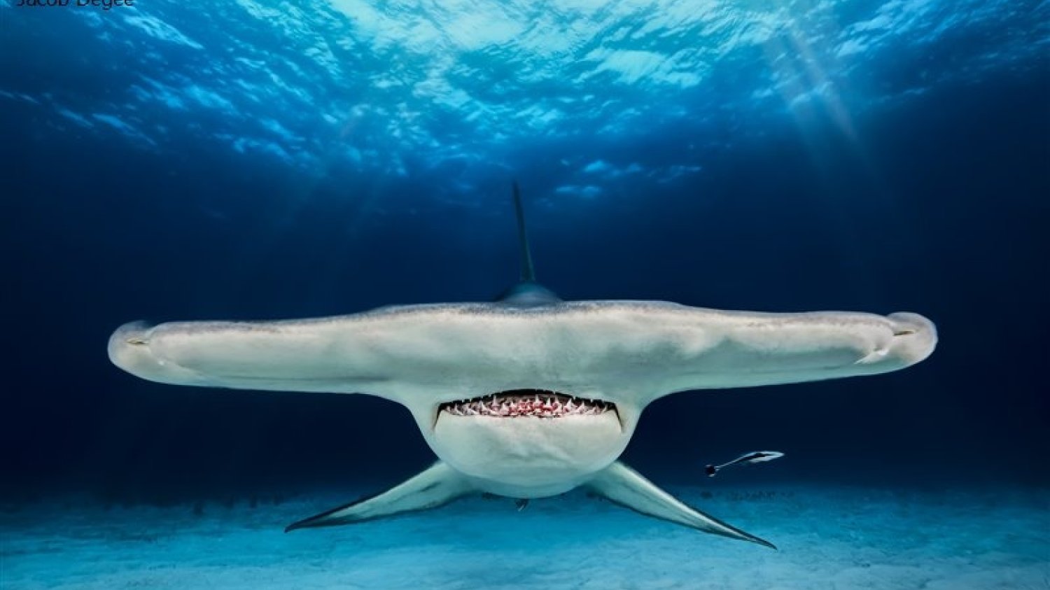 Cierpliwość, opanowanie i talent pozwoliły Polakow uzyskać efekt, który zachwycił sędziów w konkursie Underwater Photographer of the Year 2018