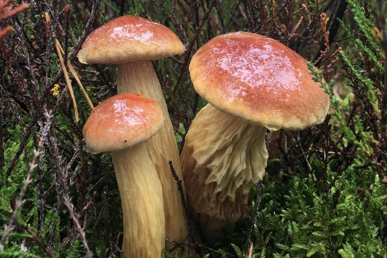 "Przybysz z Ameryki" w polskich lasach. Grzybiarze podzieleni