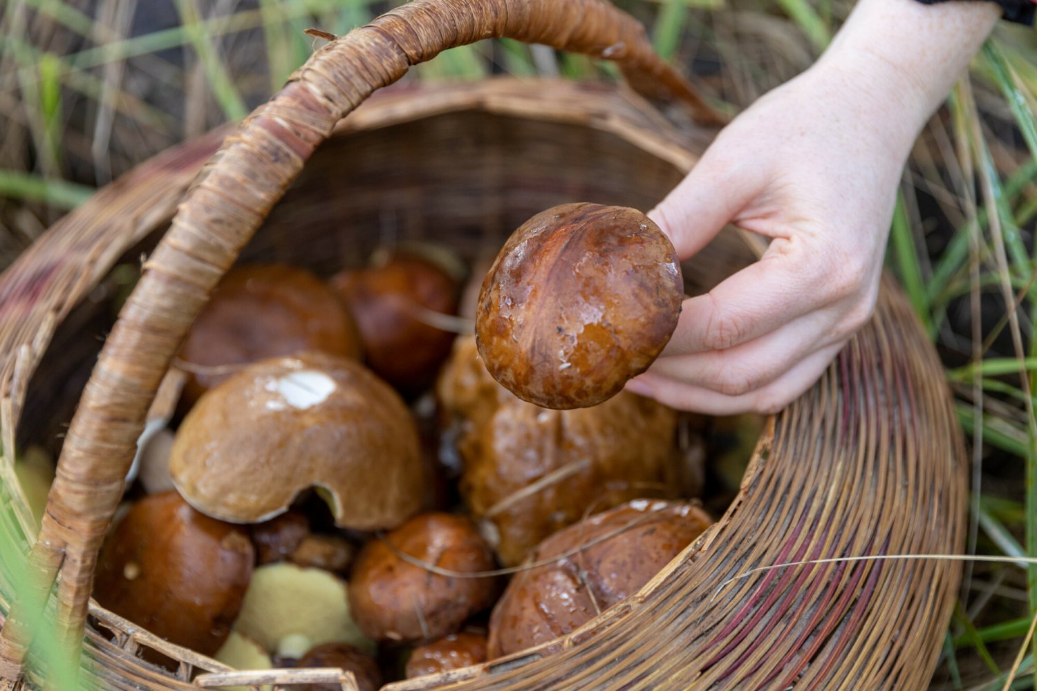 Gdzie i jak szukać grzybów? Poradnik dla żółtodzioba