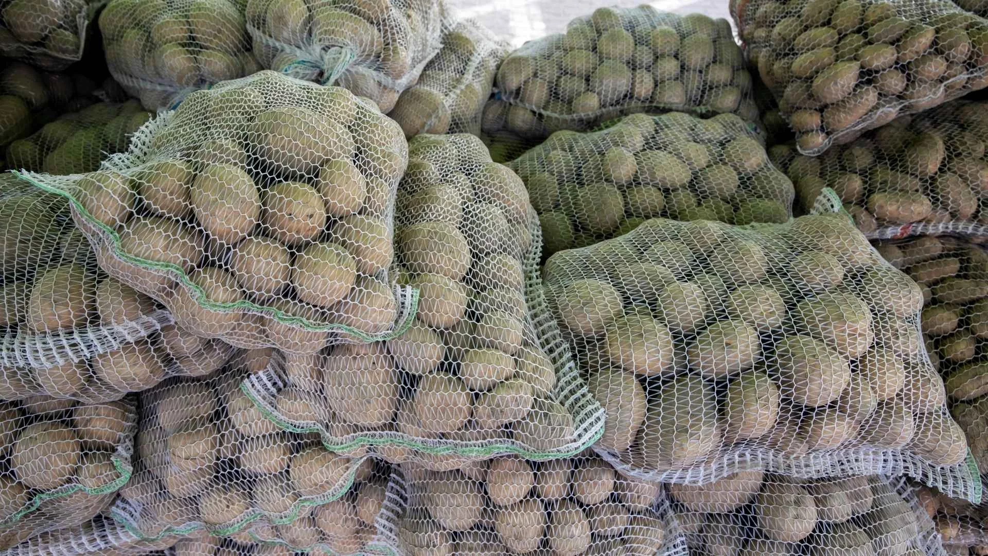 Rozkradli rolnikowi 150 ton ziemniaków. Poszła plotka, iż "rozdaje"