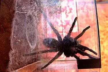 Tarantula a ptasznik kędzierzawy – w Toruniu pojawił się jadowity pająk (Tliltocatl albopilosum).