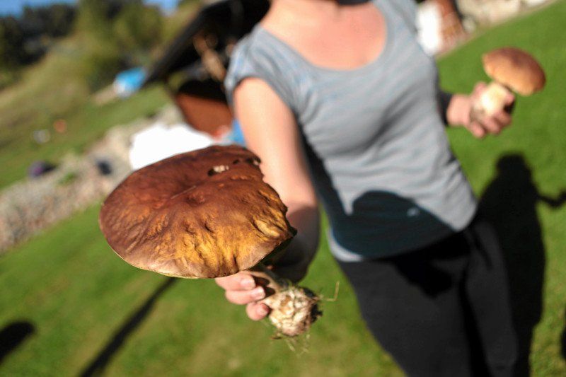 Amerykańskie złotaki wysmukłe zagrażają polskim grzybom.