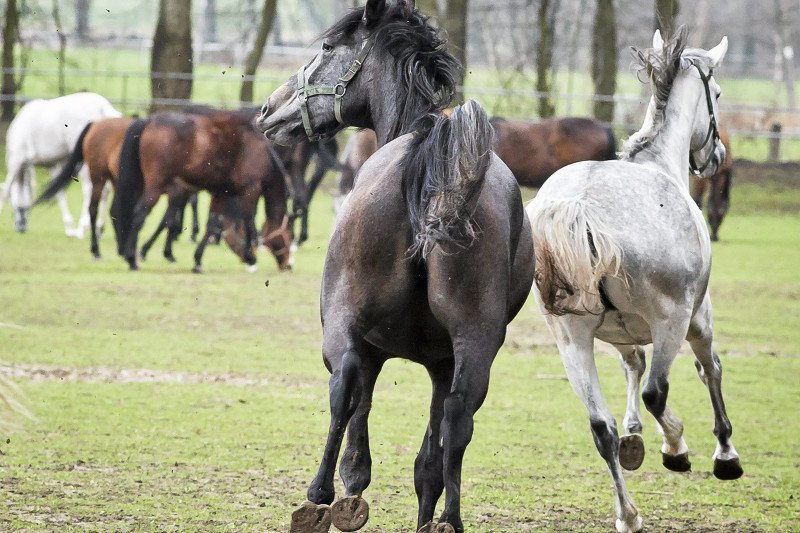 Państwowa stadnina koni arabskich w Janowie Podlaskim po "dobrej zmianie" traci na prestiżu i znaczeniu