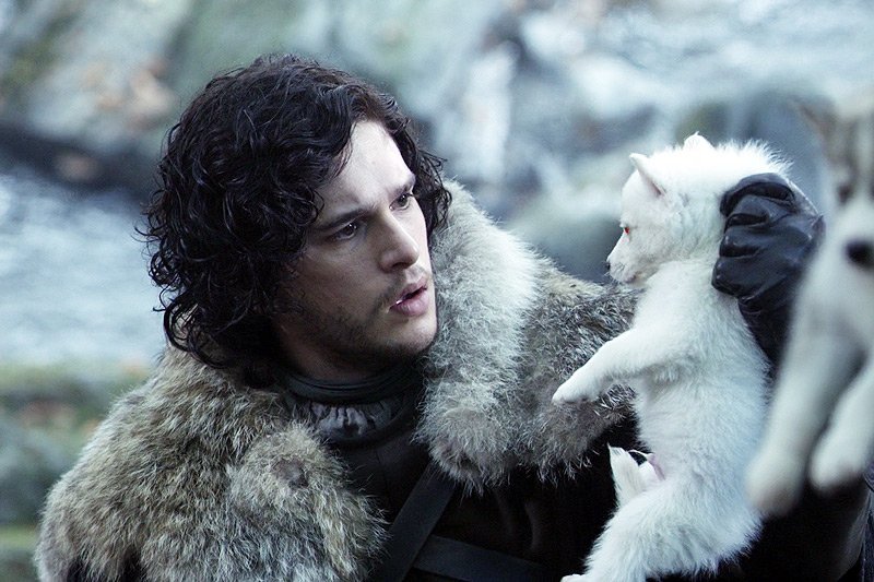 Amerykanie pozazdrościli bohaterom serialu "Gra o tron" posiadania wilkorów. Masowo kupowali więc psy ras husky syberyjski i alaskan malamute, teraz równie masowo je porzucają.