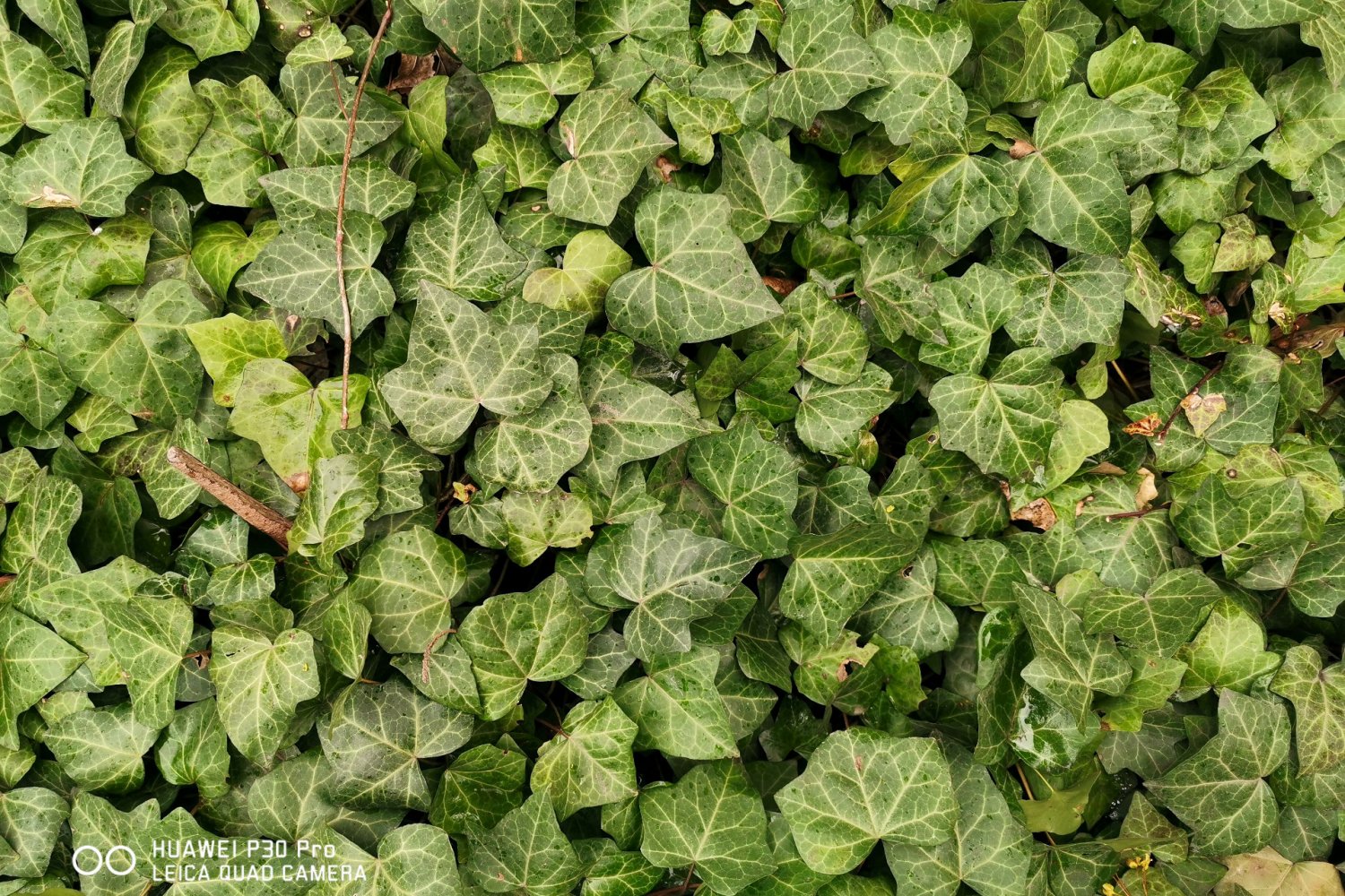 Zdjęcie wykonane smartfonem Huawei P30 Pro