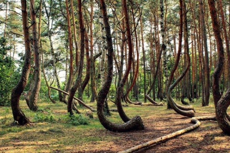 Krzywy las znajduje się niedaleko Gryfina