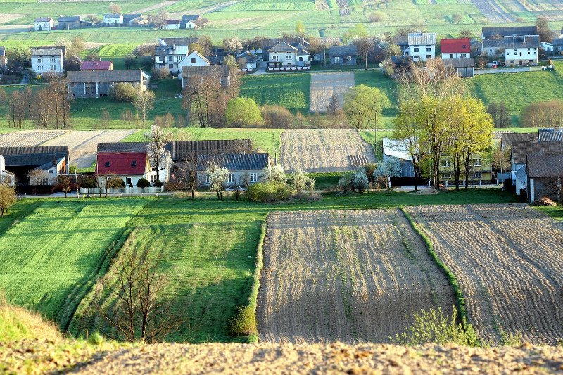 W wielu polskich wsiach nie chcą wielkich chlewni i hodowli świń.