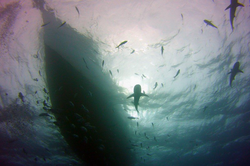 Talasofobia to lęk przed tym, co pod wodą