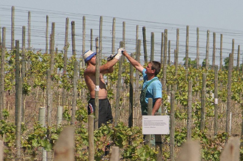 Pracownicy sezonowi znowu chętnie szukają pracy poza granicami Polski