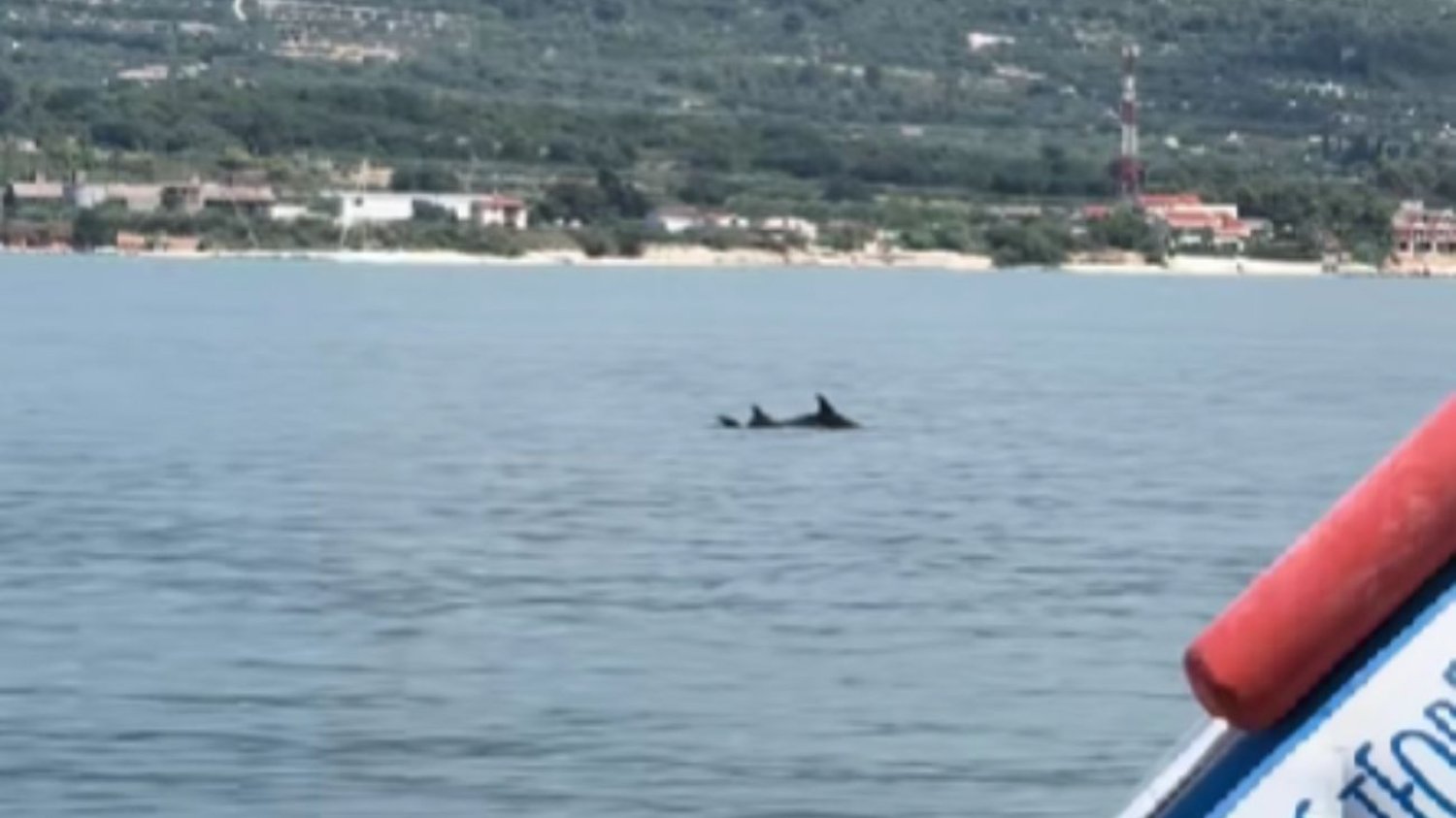 Delfiny w Chorwacji
