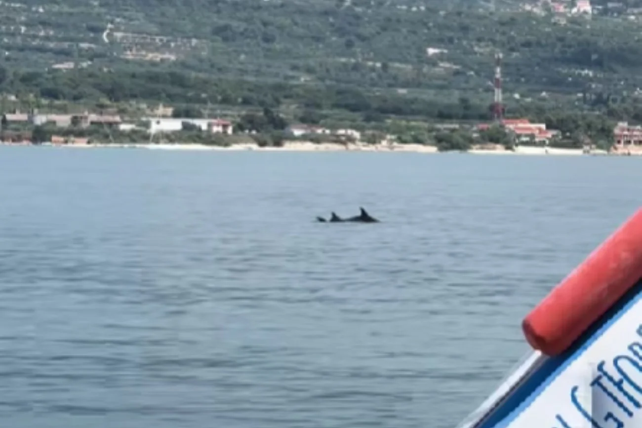 Delfiny w Chorwacji