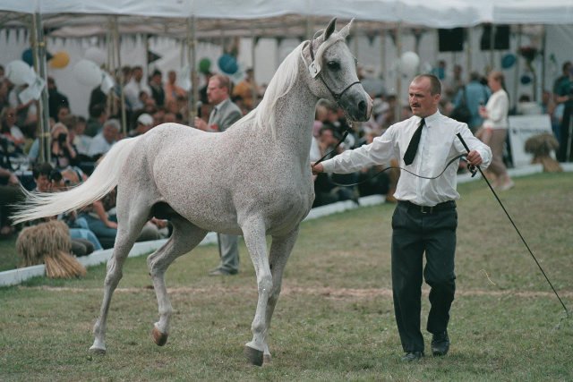 Polturf organizowała aukcje w Janowie od 2001 roku.