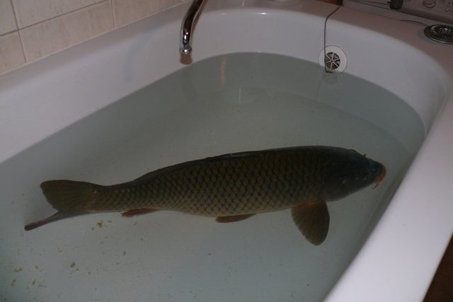 Karp w wannie to jeden z symboli świąt w Polsce. Można go w prosty sposób ocalić