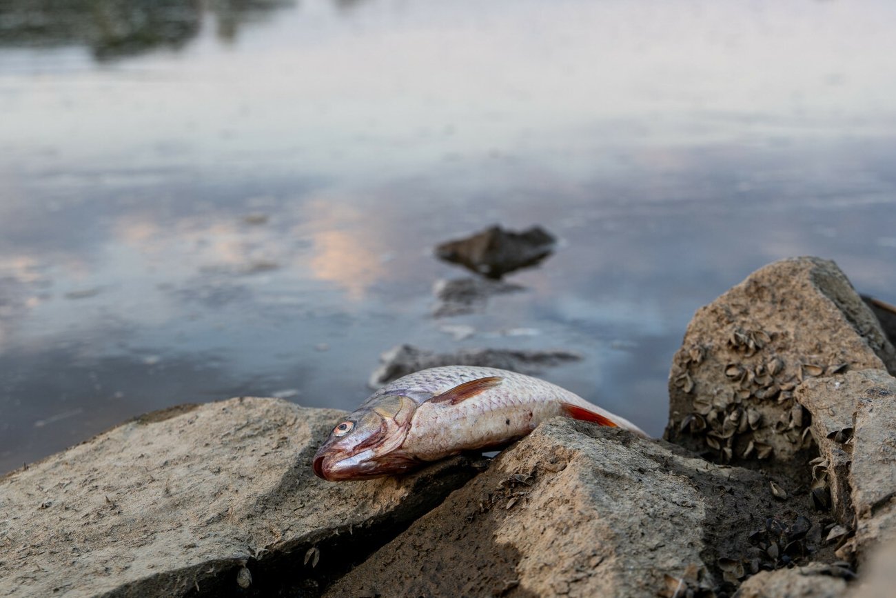 Zasolenie w Odrze znów rośnie. Brandenburgia będzie skarżyć Polskę