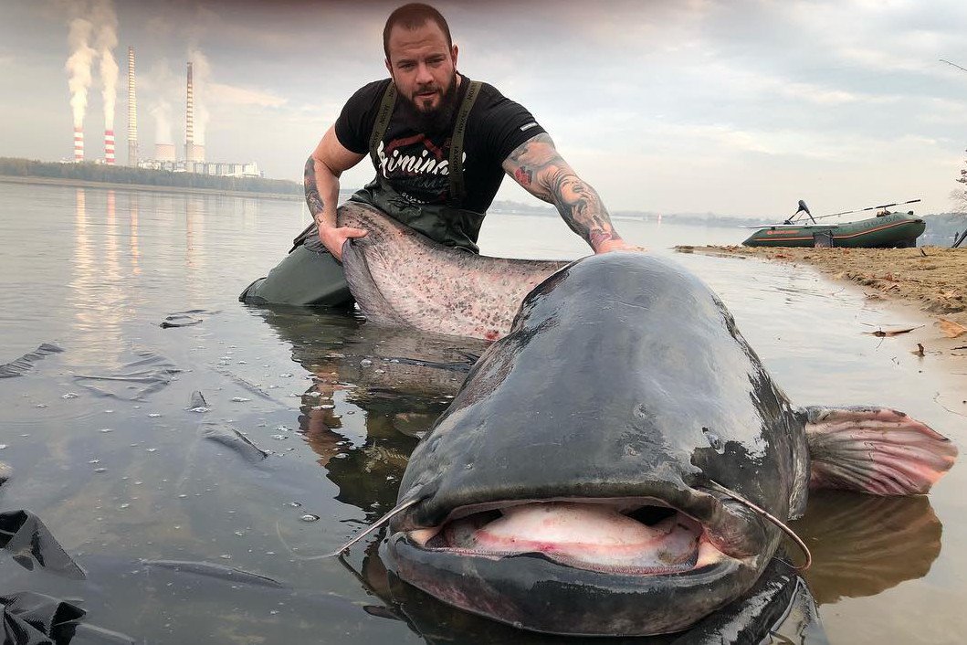 Takiego suma wyłowiono z Zalewu Rybnickiego.