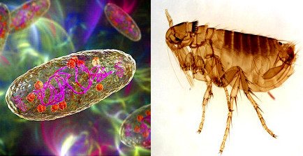Dżuma w USA. W Kalifornii pałeczki dżumy przeniosły pchły.