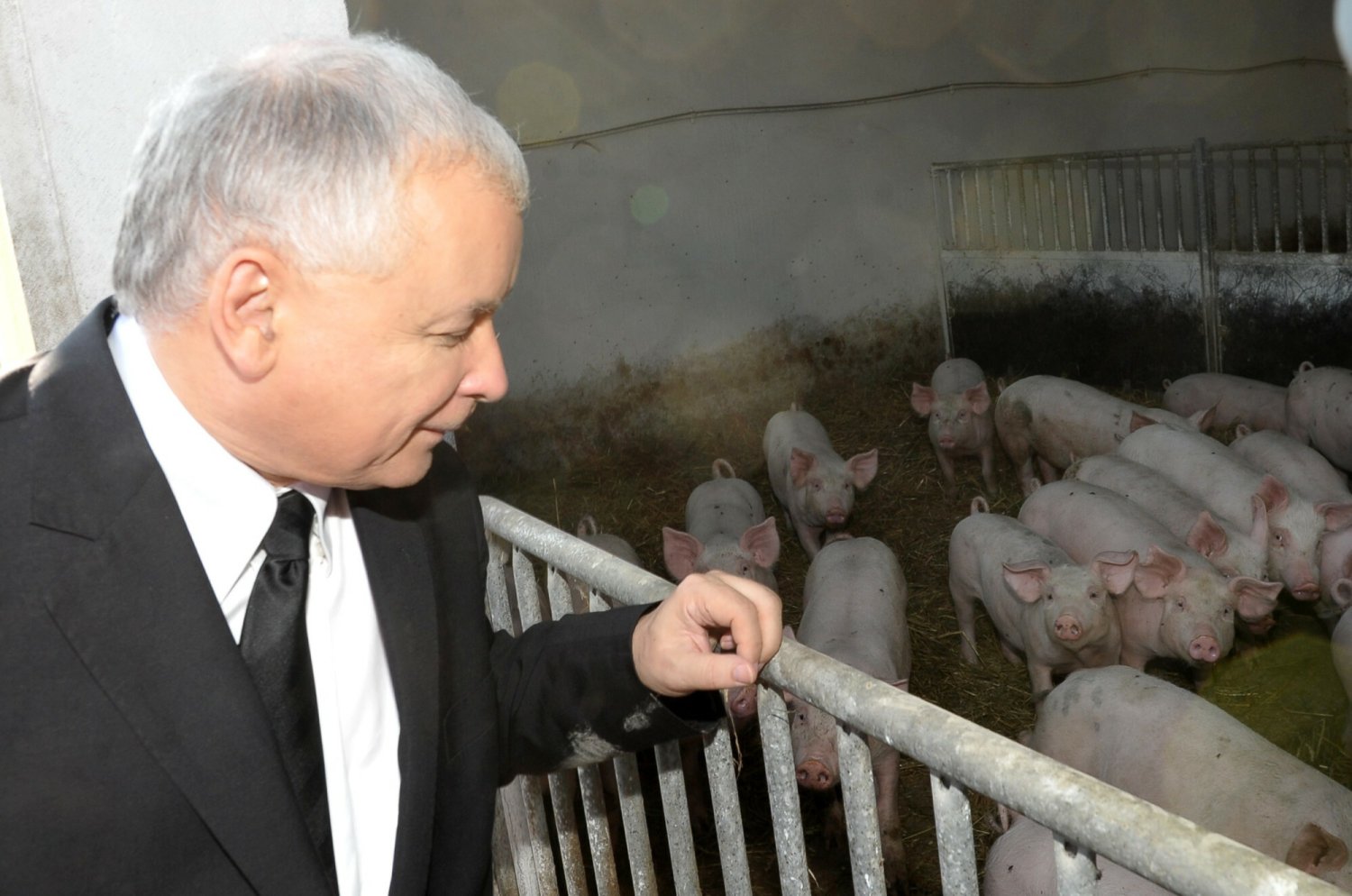 Politycy PiS rozsyłają w mediach społecznościowych "łańcuszek" z tzw. deklaracją normalności, w której głównym punktem jest jedzenie mięsa.