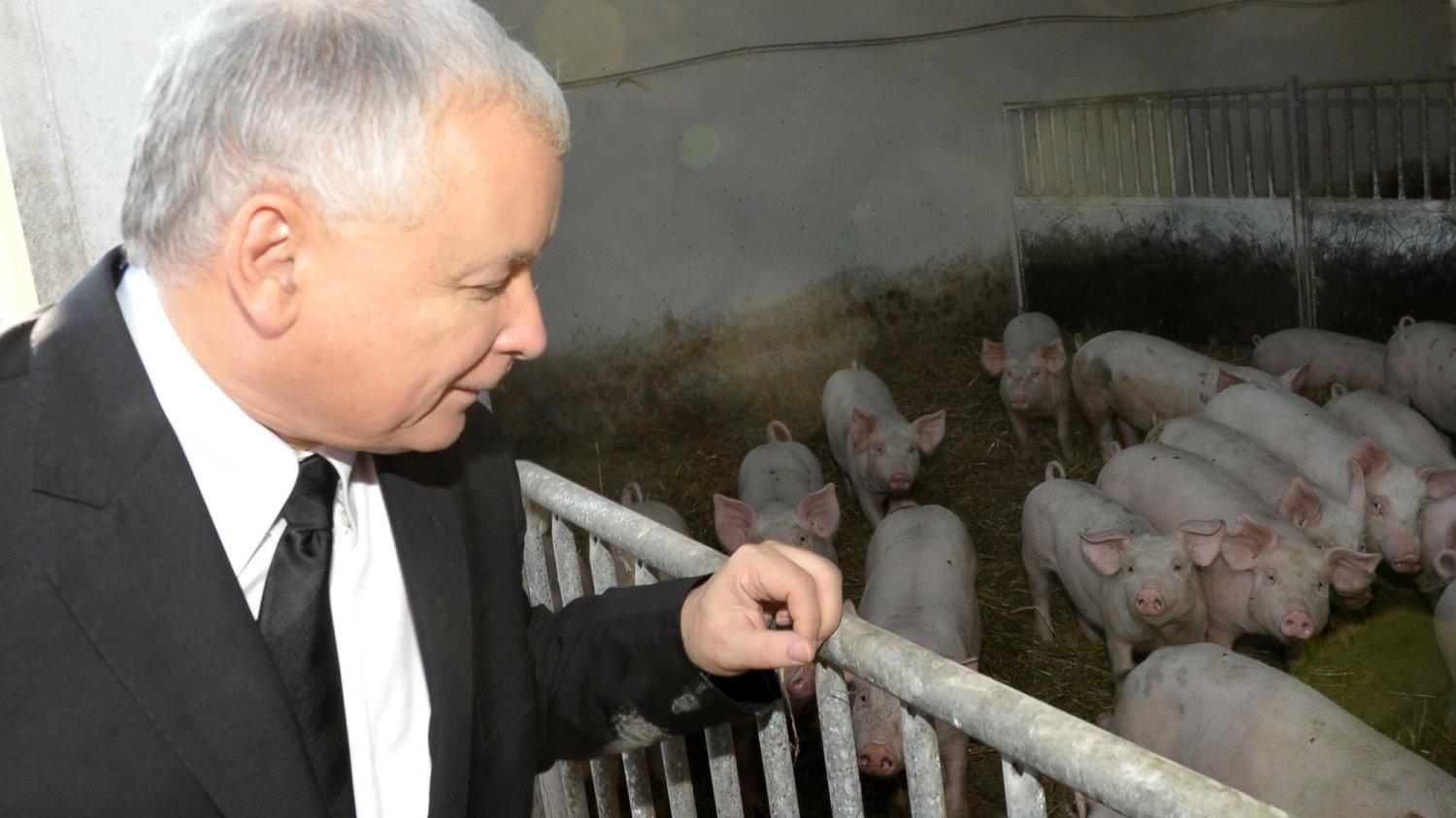 Politycy PiS rozsyłają w mediach społecznościowych "łańcuszek" z tzw. deklaracją normalności, w której głównym punktem jest jedzenie mięsa.