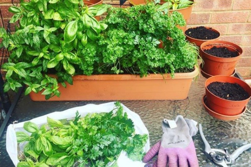 Pietruszka nazywana jest polskim "superfood"