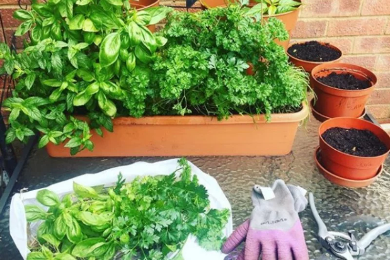 Pietruszka nazywana jest polskim "superfood"