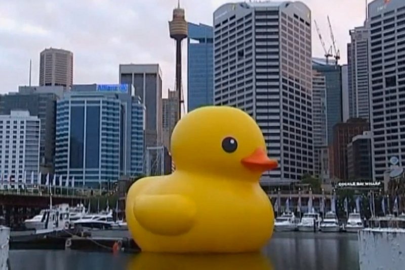 Żółta Kaczka w Sydney