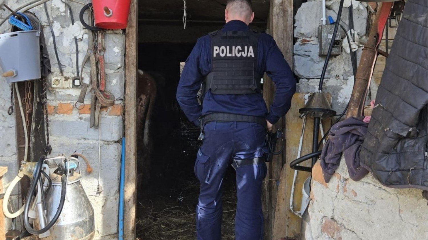 Policja interweniuje w gospodarstwie Interwencja policji