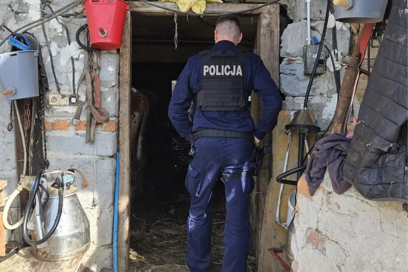 Policja interweniuje w gospodarstwie Interwencja policji